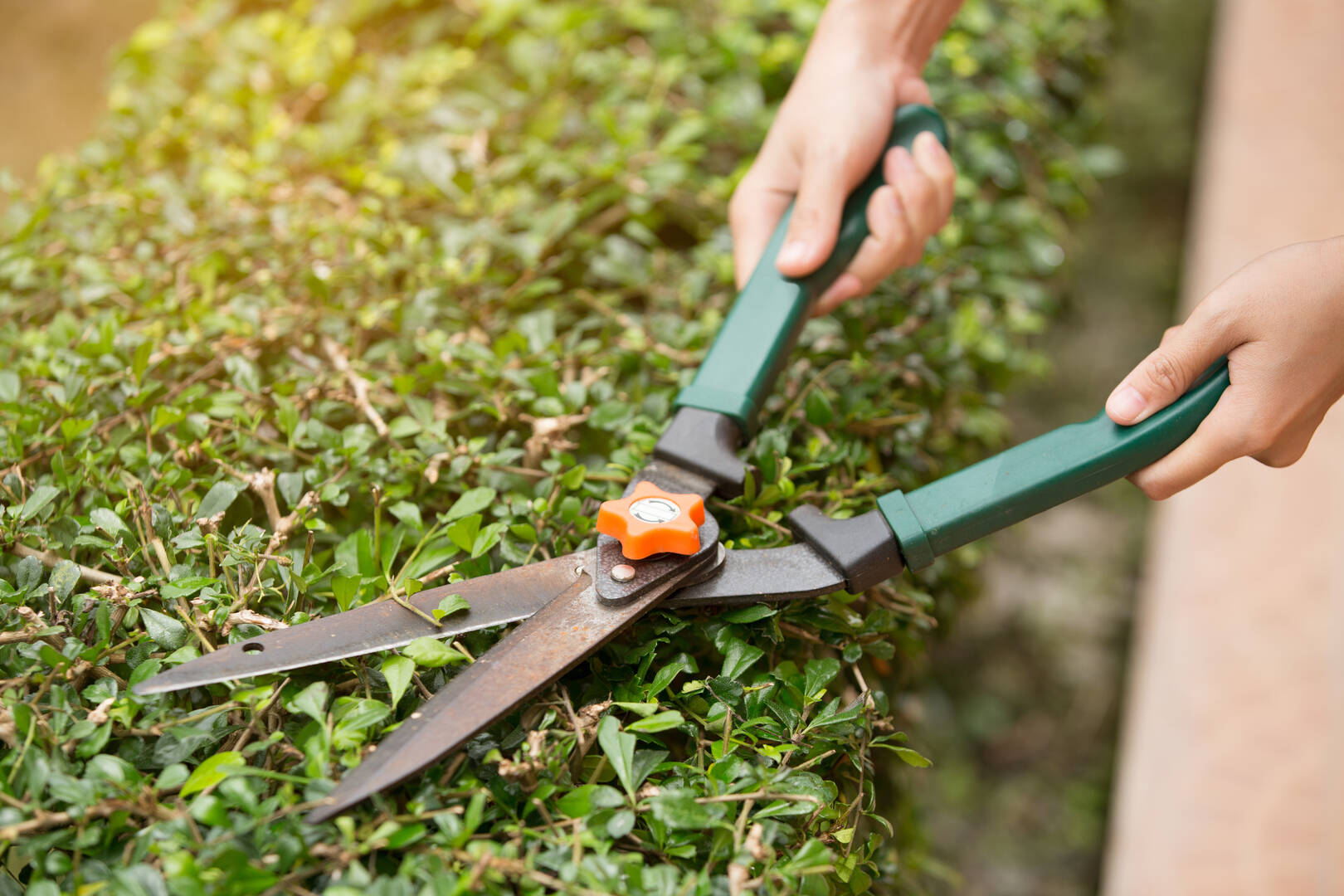 Zarco's Professional Tree Service logo