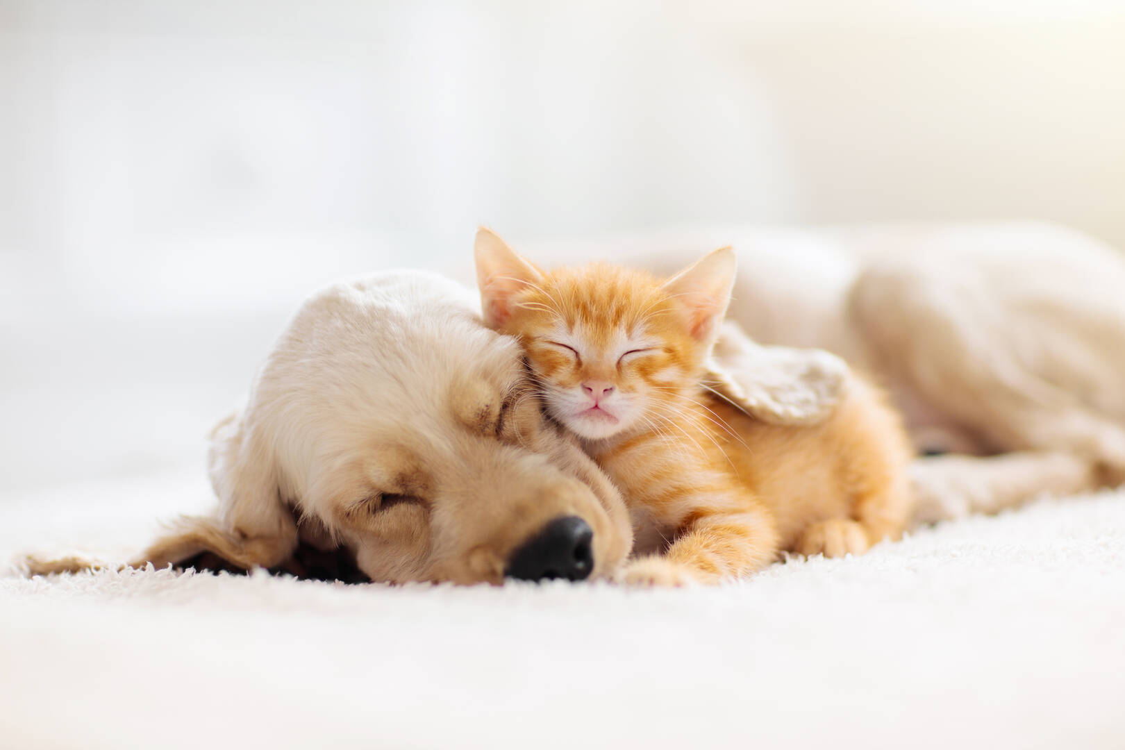 Murrells Inlet Veterinary Hospital logo