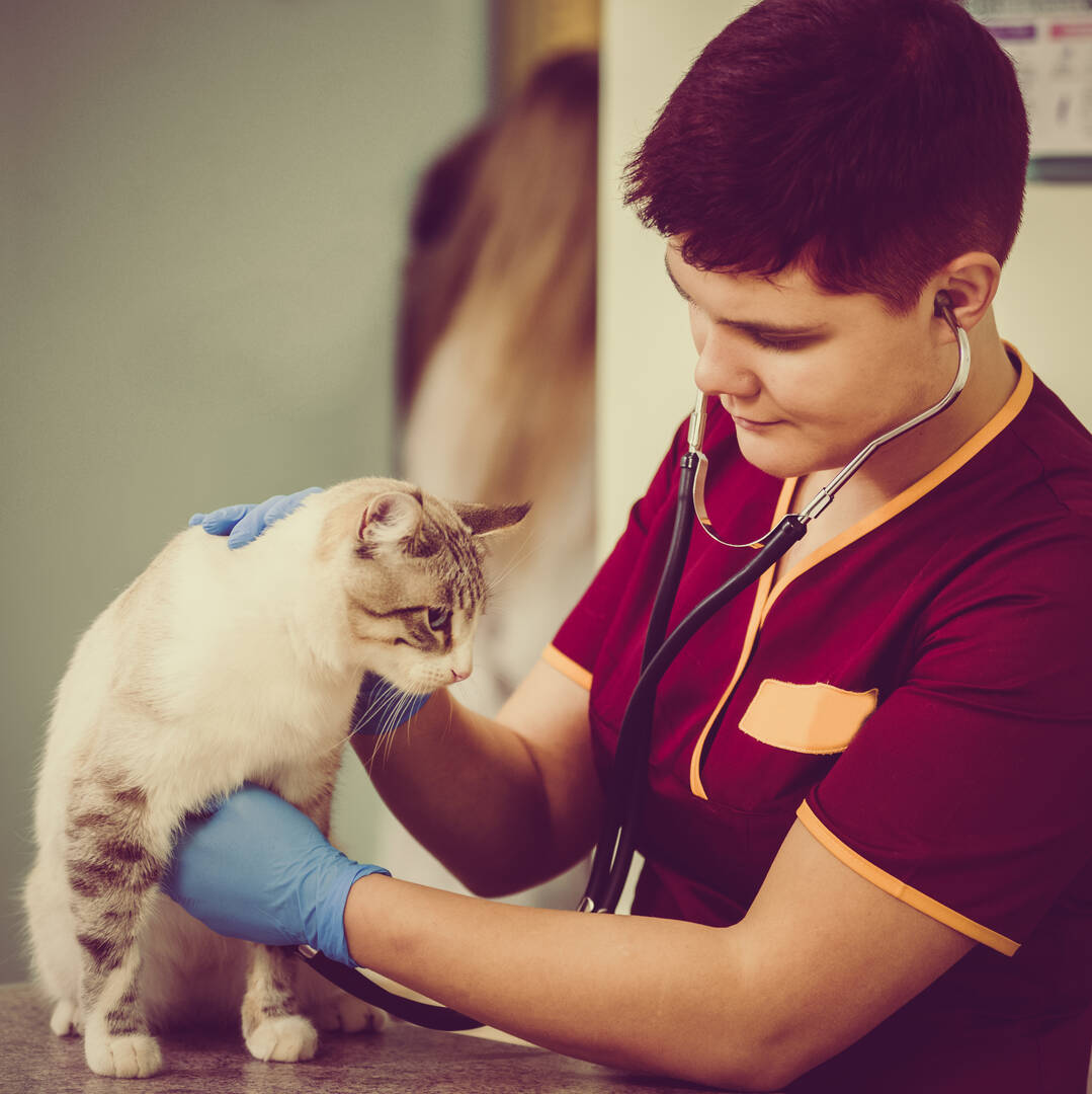 West Charleston Animal Hospital logo